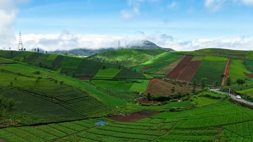 Timelapse of Tea Plantations with Clouds and Light