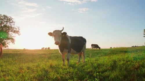 Curious cows look at the camera, at sunset