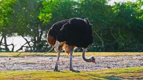 A Ostrich Grazing in the Vast Grasslands Savanna Collecting Food for Myself