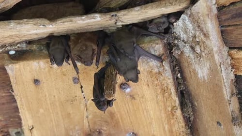 Fledermäuse sind nachtaktive Tiere.