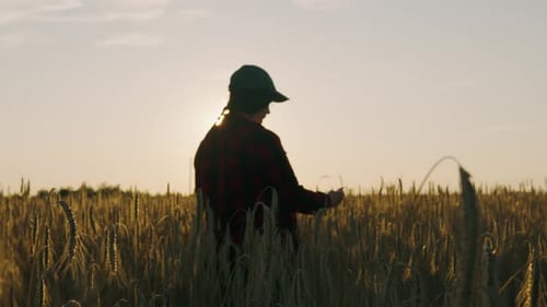 Girl Agronomist in the Sun at Sunset with a Tablet in the Field