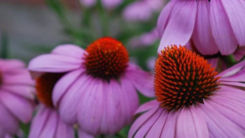 Detail View Of Coneflower Growing In The Park. - close up