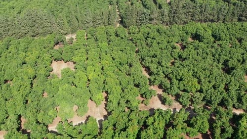 Rows of young Mature trees, Aerial view