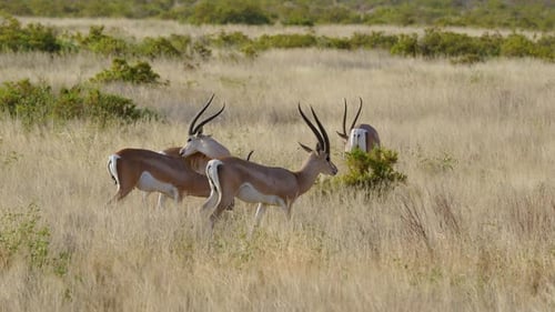 Grants Gazelles with Long Horns in Samburu National Reserve Kenya Africa.