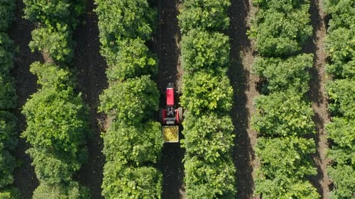 Red tractor hauling a pallet of fresh picked Grapefruit under citrus trees, Drone footage