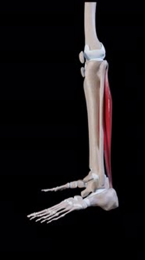 Soleus Muscle Movement Side View Vertical Video