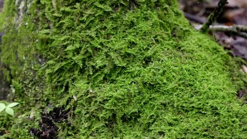 Zoom sur une masse de petites fougères au pied d'un grand arbre.