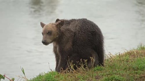 Two Brown Bear Cubs Explore Lakeside Together