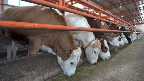 Herd of cows eating hay in cowshed on dairy farm 4K