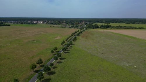 rows of trees at country road, vast fields. Stunning aerial view flightdrone