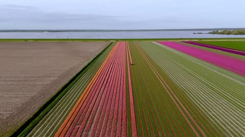 Above the Fields: Aerial View of Pink Tulips Being Topped
