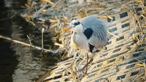 Great Blue Heron Walking Along Lake Edge. Slow Motion