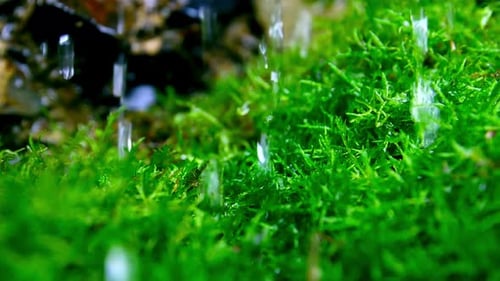 Water Drop Falling
