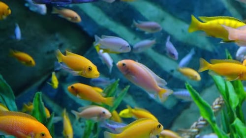 Beautiful Tropical Fish in an Aquarium or Ocean Near