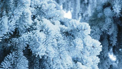 Frozen Evergreen Branches Covered in Snow and Ice