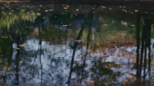 Blätter, die im Herbst auf einem Teich schwimmen, mit bunten Bäumen, die vom Wasser reflektiert werden