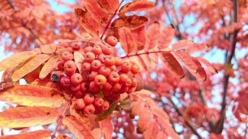 Nahaufnahme eines Gartenstrauchs einer Vogelbeere an einem Herbsttag, der im Wind gegen den Himmel schwankt