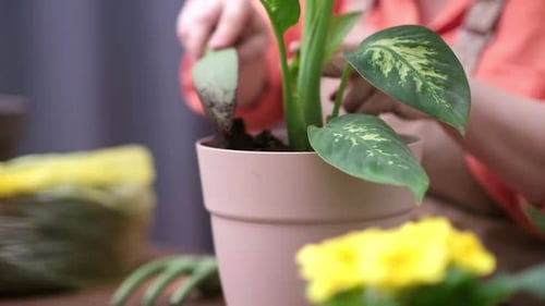 Spring Houseplant Care By Repotting Plant Root System As She Transplants It Into a New Pot at Home
