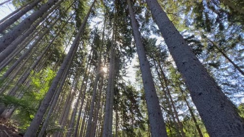 Beautiful Morning Forest Tops of Pine Trees Against the Blue Sky in Motion The Nature of Forests