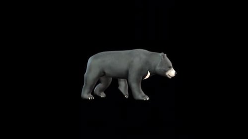 Black Bear Walk Idle