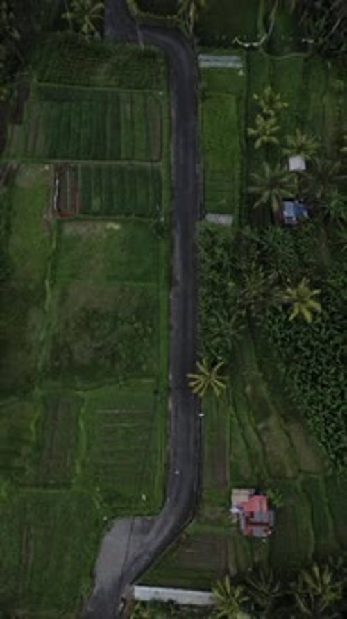 Aerial Drone View of Palm Trees and Rice Fields in Ubud, Bali