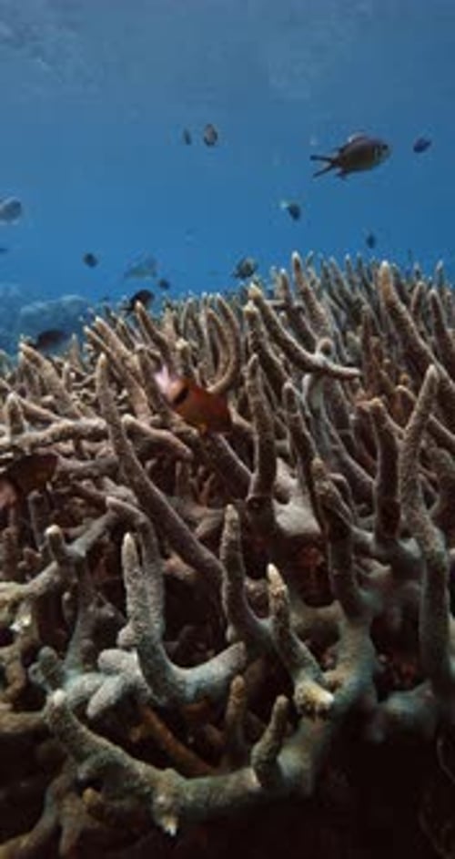 Coral Underwater in Tropical Blue Sea Vertical Screen