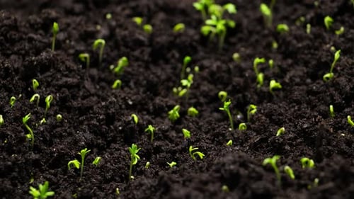 Fresh Green Plants Growing In Time Lapse Sprouts Germination From Seeds In Soil Beautiful