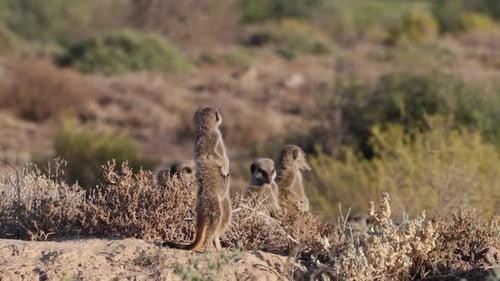 Wilde Erdmännchen sonnen sich in der Morgensonne und halten Wache