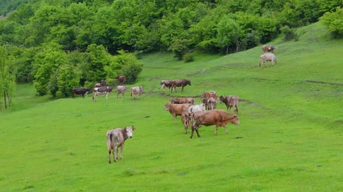 Cows Grazing on Green Pasture – Peaceful Rural Landscape.