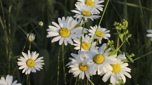 Beautiful white daisies in green meadow