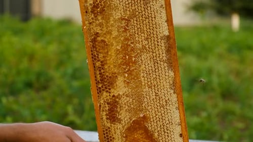 Honey on a Frame in the Apiary Selective Focus