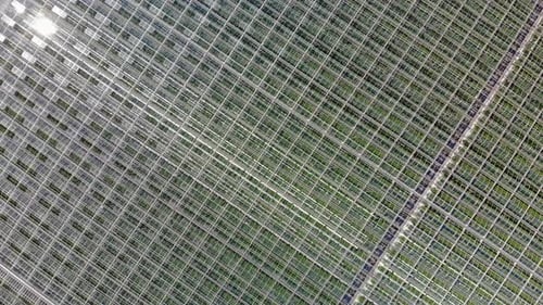 Aerial top down elevation rotating shot of a big greenhouse farm with growing tomatoes