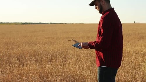 Man Inspecting Wheat Field Using Tablet