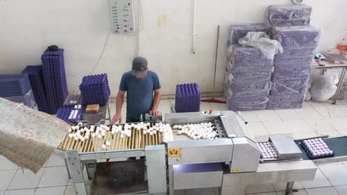 Worker Packs Eggs