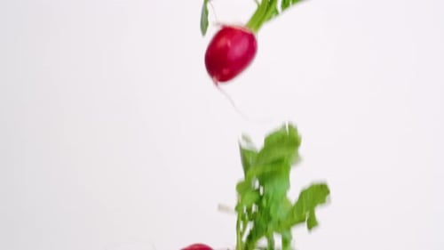 Bright colorful red radish root vegetable with green leaves raining down on white backdrop in slow m