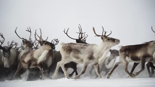 Deer Run Herd Winter Yamal