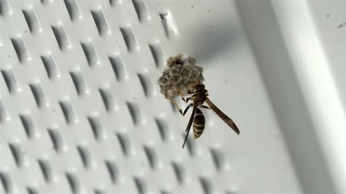 La avispa extiende las patas con alas contrapesadas mientras se arrastra y construye un nido