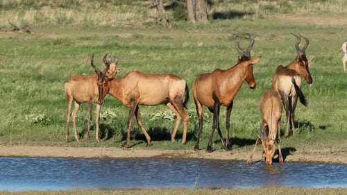 Red Hartebeest Antelopes Drinking Water, Kalahari Desert