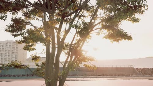 Sun Shining Through Tree with Lens Flair