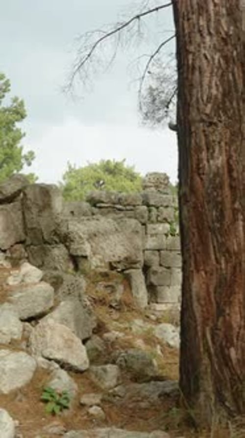 Vertical video. A stroll among the ruins and dilapidated ancient Greek houses overgrown in a pine