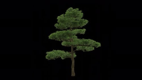 Animated Tree Podocarpus macrophyllus 01