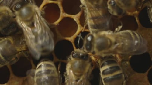 Honeybees On Honeycomb Making Honey Close Up