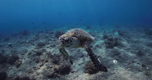 A Sea Turtle Swims in the Deep Blue Ocean Amid Corals
