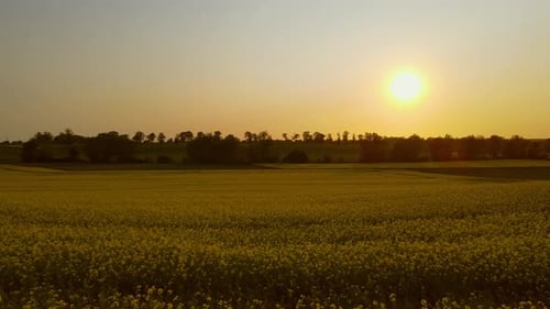 Flowering Canola Field at Summer Sunset Blooming Rapeseed Growing Crops