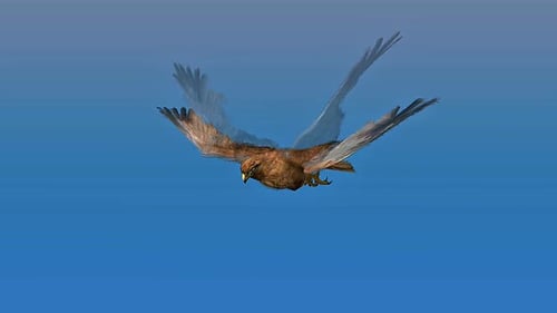 Marsh Harrier Flight