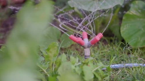 A plastic sprinkler watering a vegetable patch in the garden. Slow motion.