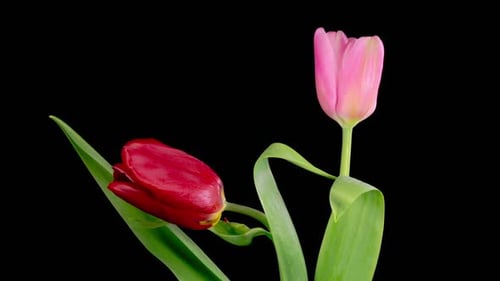 Blooming Red and Pink Tulips Close Up