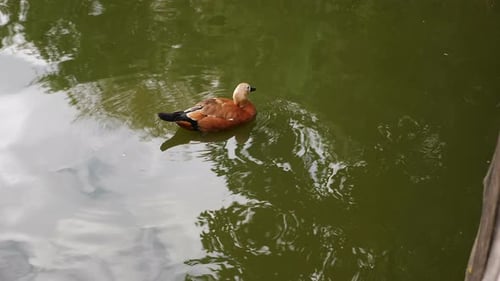 Nahaufnahme einer schönen Ente in einem kleinen Teich