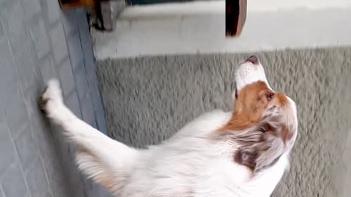 Fährtenhund, der auf dem Bürgersteig spazieren geht. Zeitlupe, VERTIKALES Format