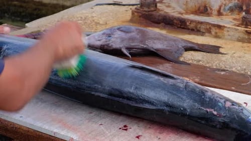 Fischer säubert die Waage von frisch gefangenen tropischen Wahoo-Fischen mit einer Bürste in der Karibik, Nahaufnahme